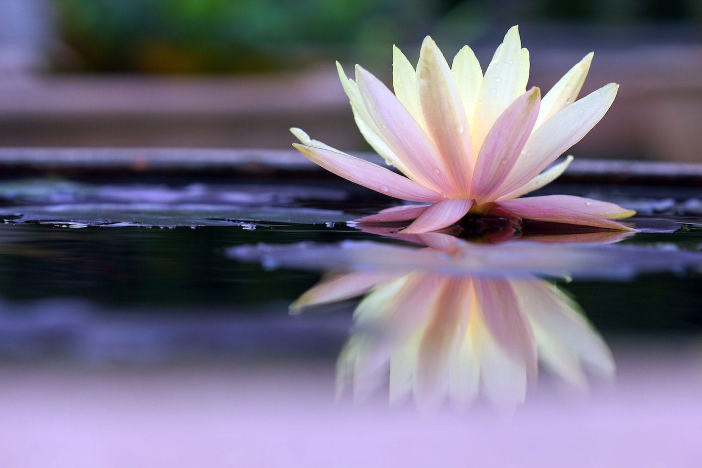 peaceful lotus flower
